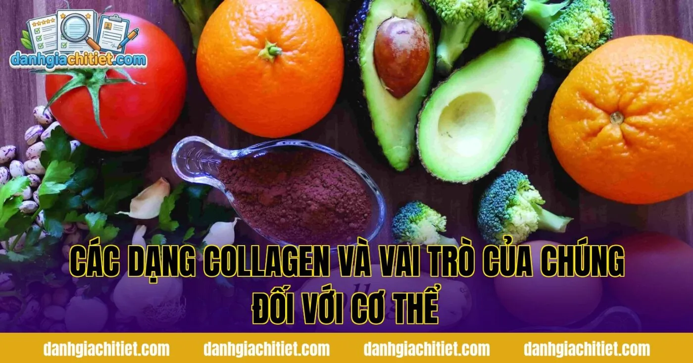 Các dạng collagen và vai trò của chúng đối với cơ thể